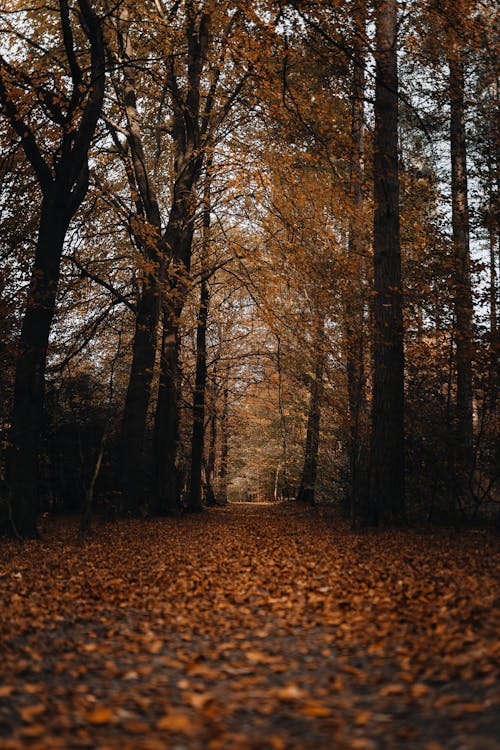 Fotos de stock gratuitas de arboles, bosque, caer