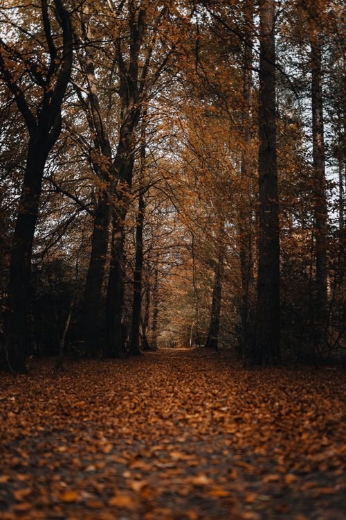 Free Explore a tranquil autumn forest scene featuring a path covered with fallen leaves and surrounded by tall trees. Stock Photo