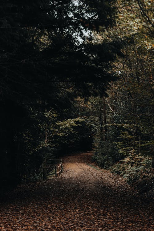 Foto stok gratis alam, dalam, hutan