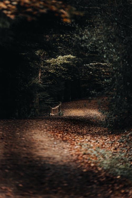 Free A Path Covered in Dried Leaves Stock Photo
