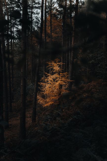 Dramatic forest scene featuring a solitary golden tree surrounded by tall dark pines in autumn.