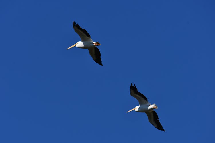 American White Pelicans Flying 