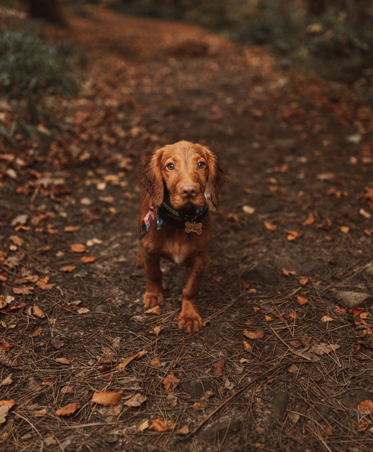 Brown Short Coated Dog In High Angle Shot 