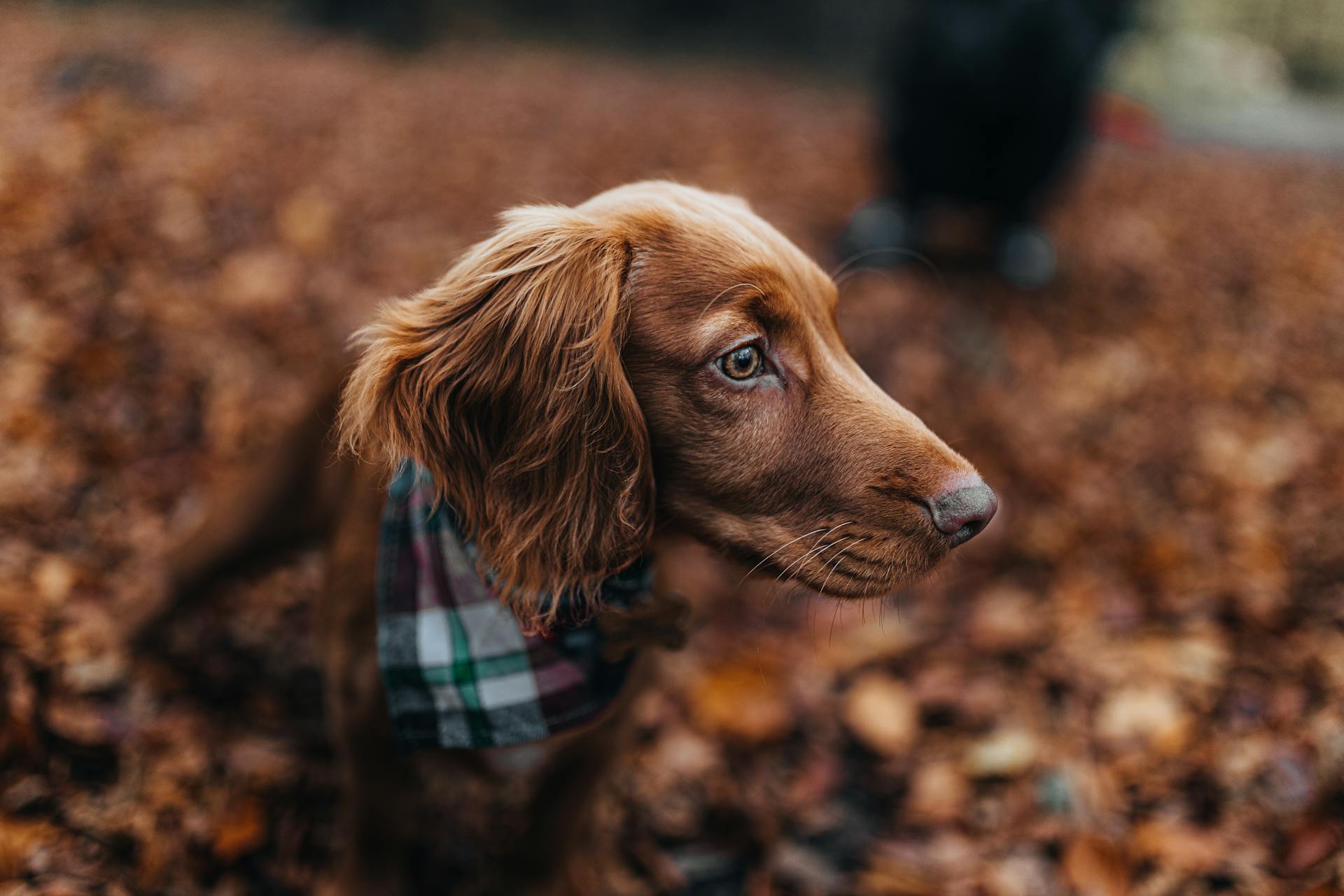 A Close-Up Shot of a Dachshund Wearing a Bandana