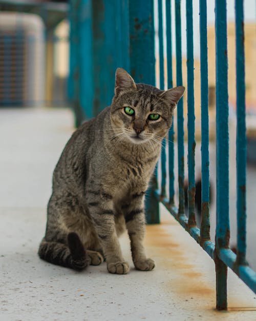 Fotos de stock gratuitas de animal, gato, ojos