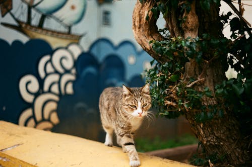 A Cat on the Concrete Structure Near the Plant