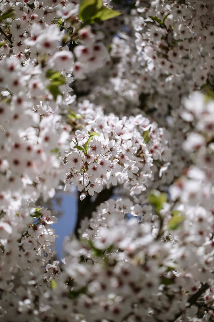 Close Up Of Cherry Blossoms