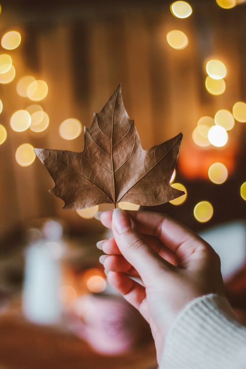 Free A close-up of a hand holding a dry maple leaf with a warm bokeh background, creating a cozy autumn vibe. Stock Photo