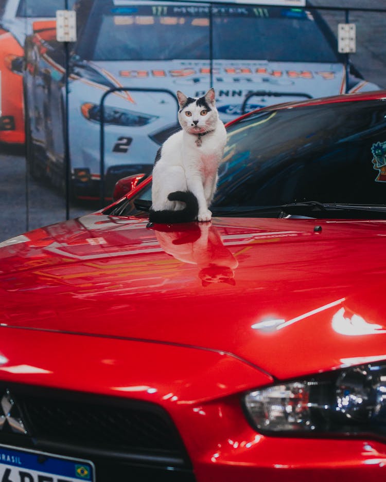 Cat Sitting On Modern Car Mask