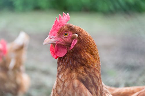 Cerrar Foto De Gallina Marrón