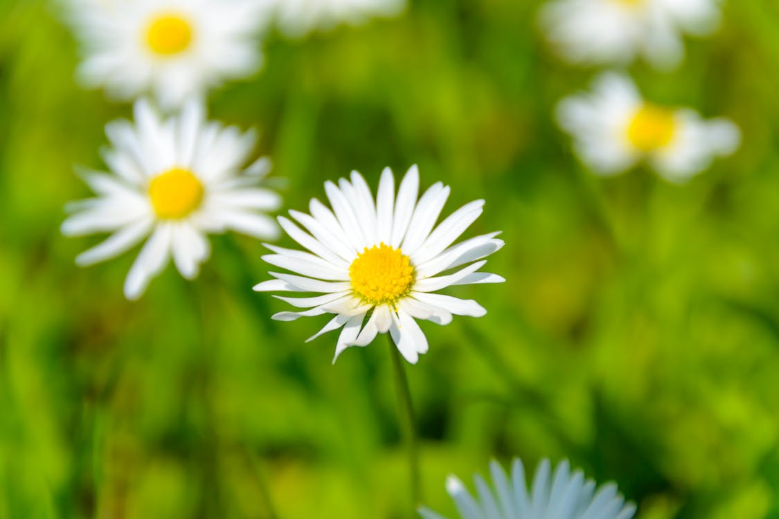 Free Close Up Photo of White Petal Flower Stock Photo