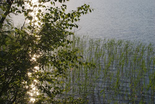 Бесплатное стоковое фото с ветвь, вода, листья