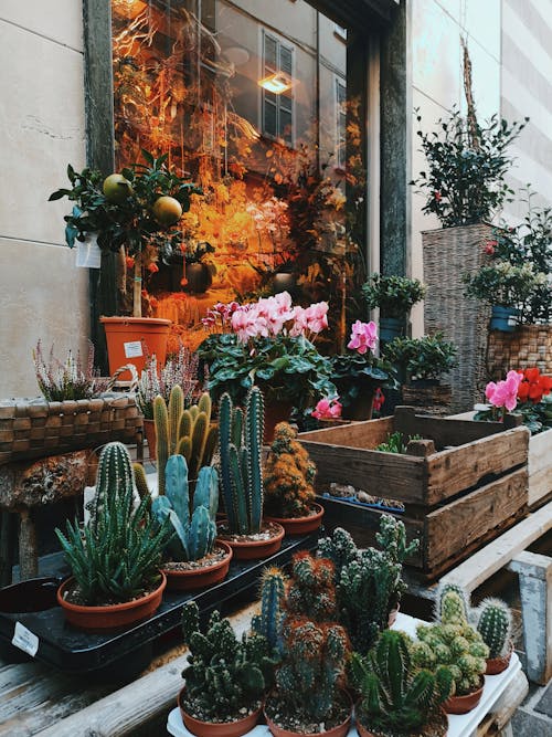 Displayed Potted Plants