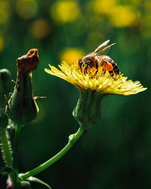 곤충, 꽃가루, 날개의 무료 스톡 사진