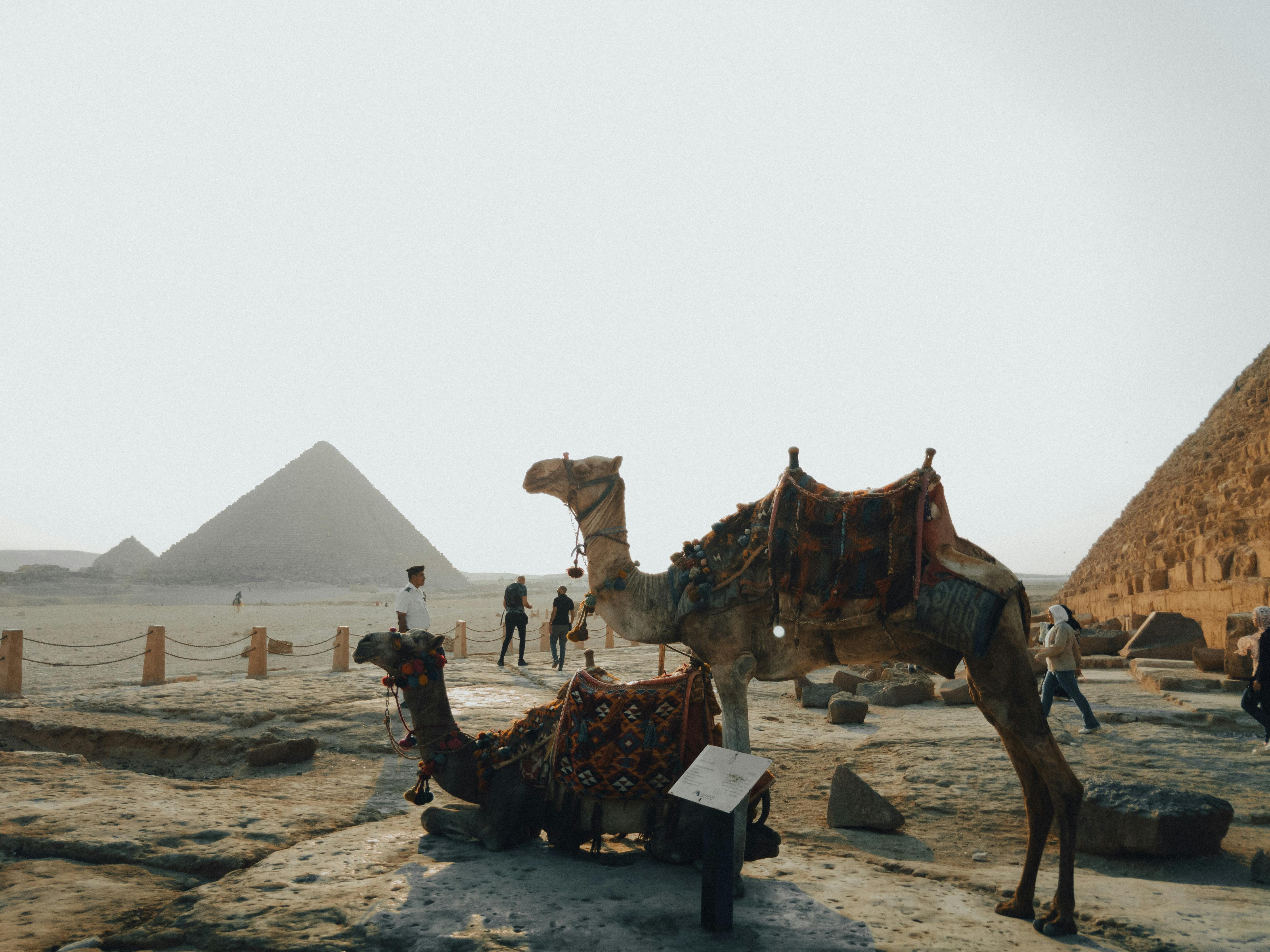 Camels rest at the iconic Giza Pyramids, a historic landmark in Egypt.