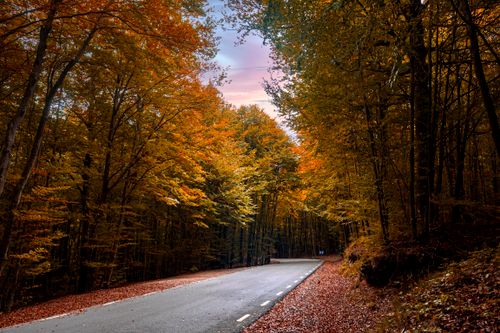 Free Empty road surrounded by vibrant autumn trees in a tranquil forest setting. Stock Photo
