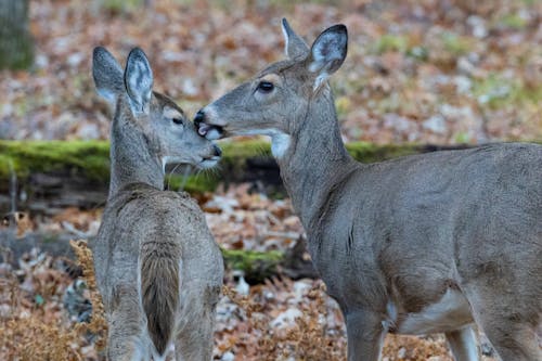 Darmowe zdjęcie z galerii z cervidae, dzika przyroda, dzikie zwierzęta