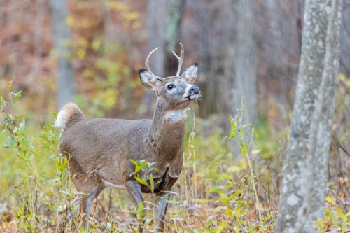 Close-Up Shot of Brown Deer