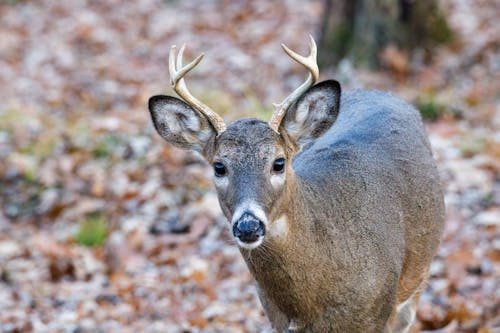 Brown Deer in Tilt Shift Lens