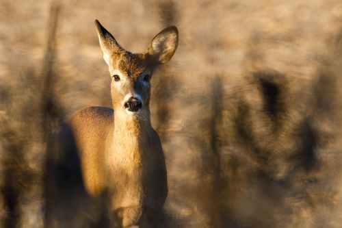 Free A white-tailed deer captured in soft sunlight amidst a blurred meadow background. Stock Photo