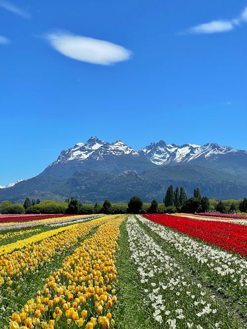 Free  Flower Field Near the Mountains  Stock Photo