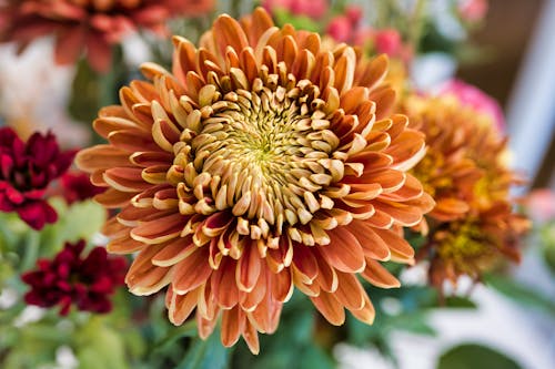 Close-Up Shot of Hardy Garden Mum