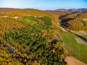 Green and Yellow Trees on Hill