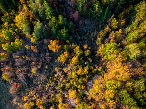 A mature forest landscape representing timberland as an asset class for long-term investors.