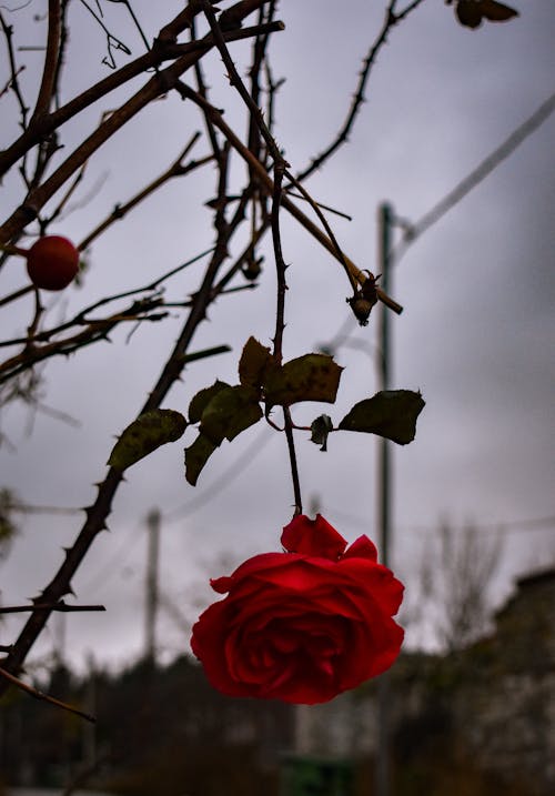 Foto d'estoc gratuïta de flor de roser