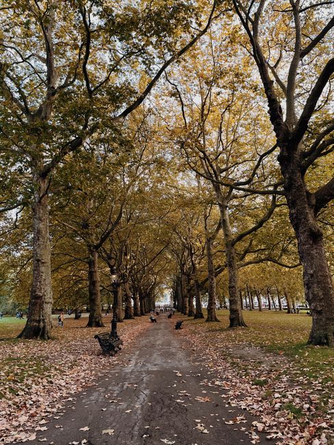 Serene park pathway lined with autumn trees and fallen leaves creating a peaceful atmosphere.