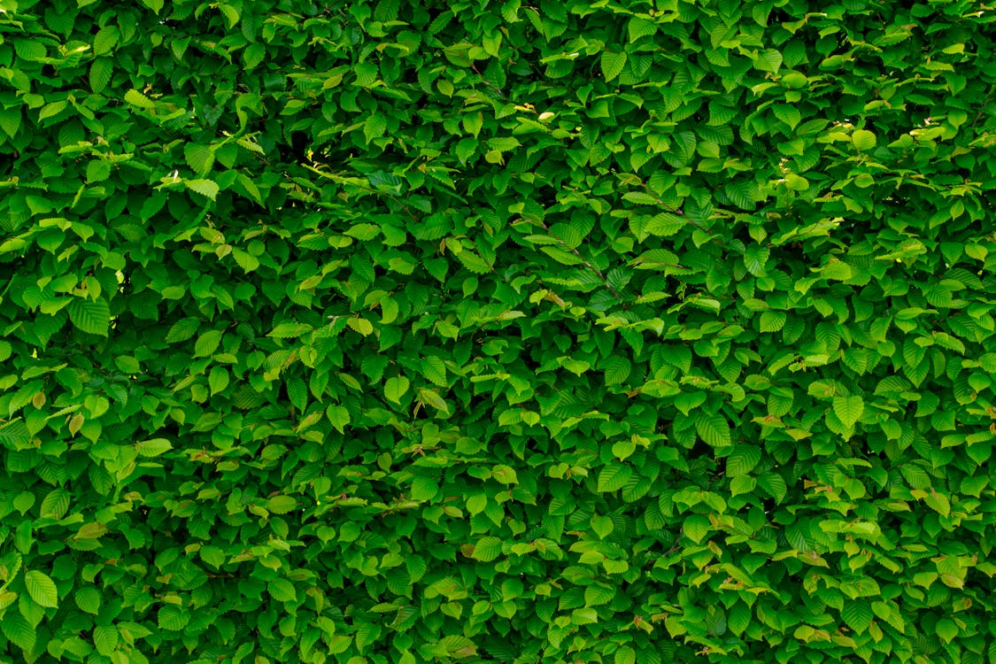 Gratis lagerfoto af blade, busk, grøn Lagerfoto