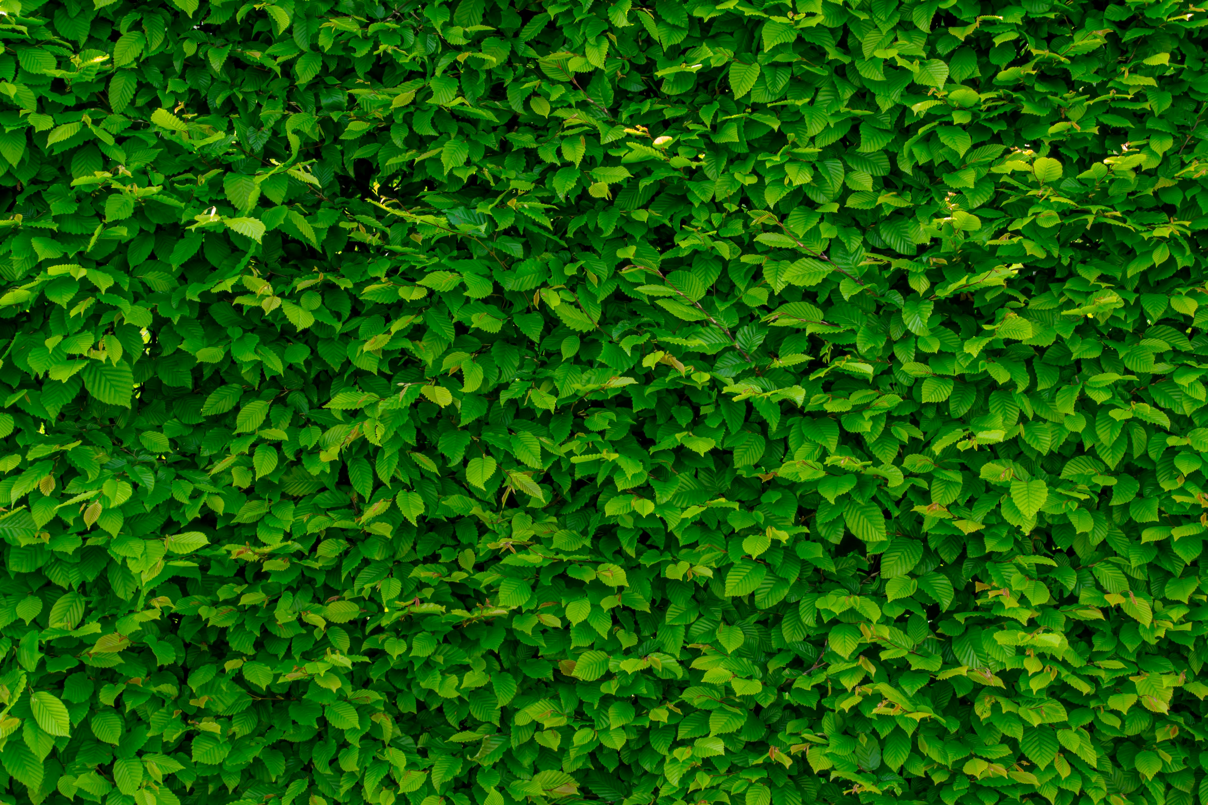 Green Wall Photos, Download The BEST Free Green Wall Stock Photos & HD  Images