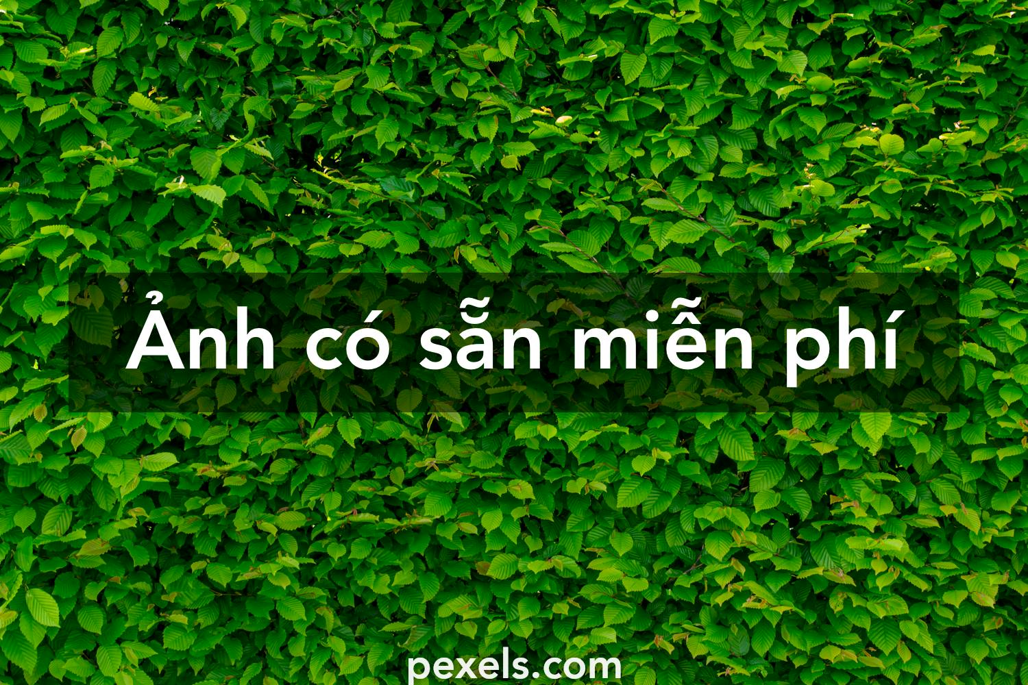 Điều gì làm nên sự đẹp của hình nền cây?
