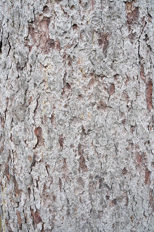 Foto stok gratis Abu-abu, batang pohon, gersang