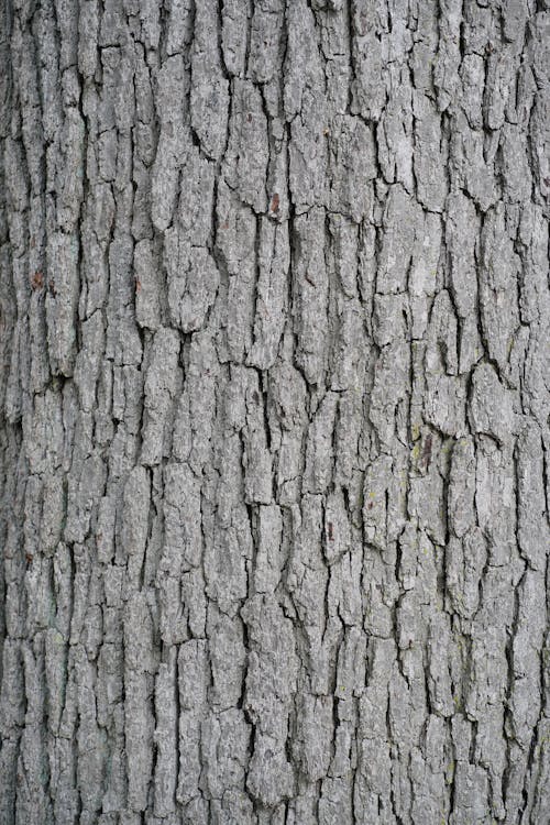 Foto profissional grátis de árvore, casca, madeira