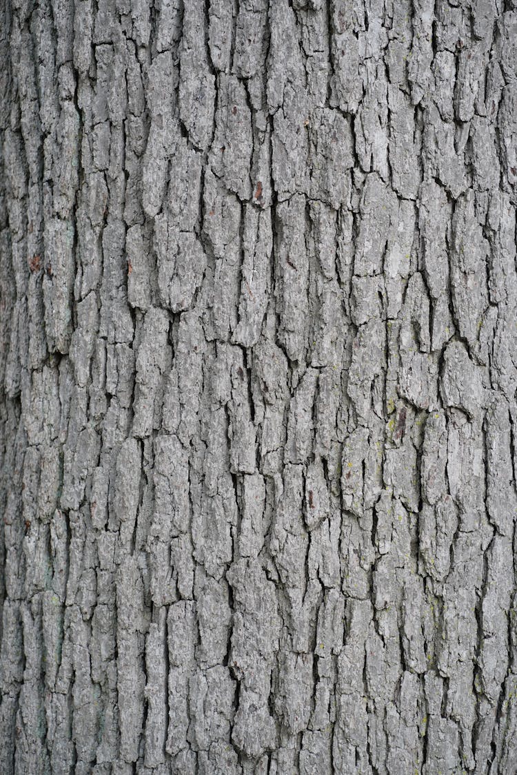 Tree Bark Texture