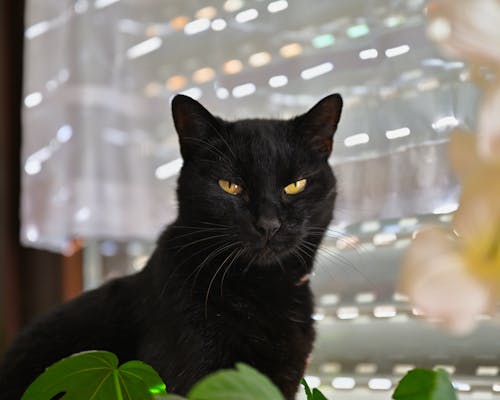 Free stock photo of adorable, animal portrait, black cat Stock Photo