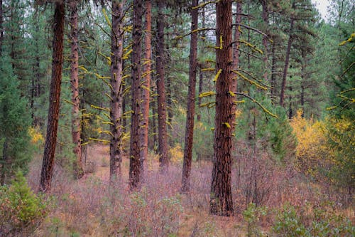 Free Brown and Green Trees in the Forest Stock Photo
