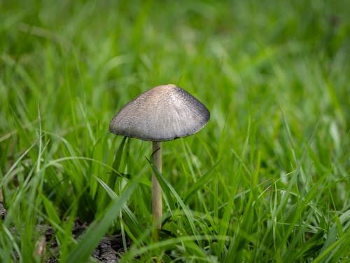 無料 毒キノコ, 真菌, 草の無料の写真素材 写真素材