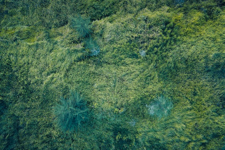 Aerial Of Green Trees And Grass 