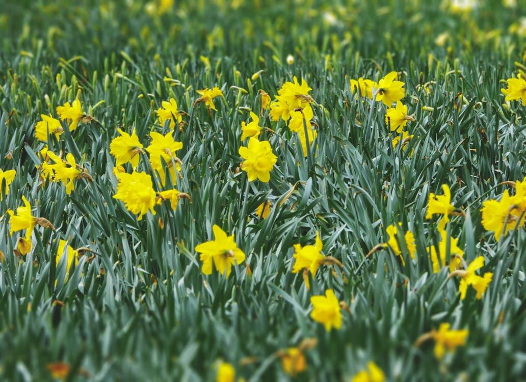 Yellow Tulip Flower · Free Stock Photo
