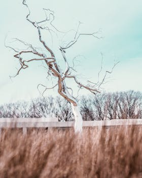 一棵无叶的树映衬着苍白的天空，前景的干草捕捉到了季节之美