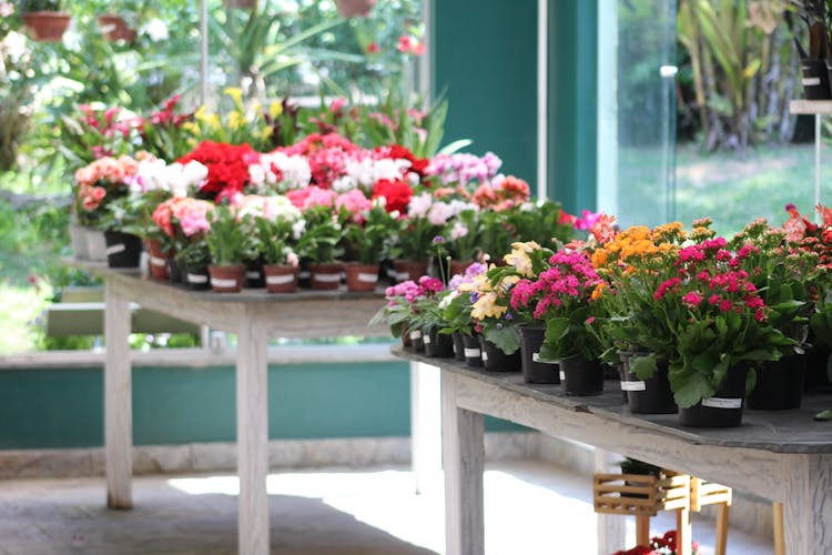 Colorful Plants In A Gardening Store 