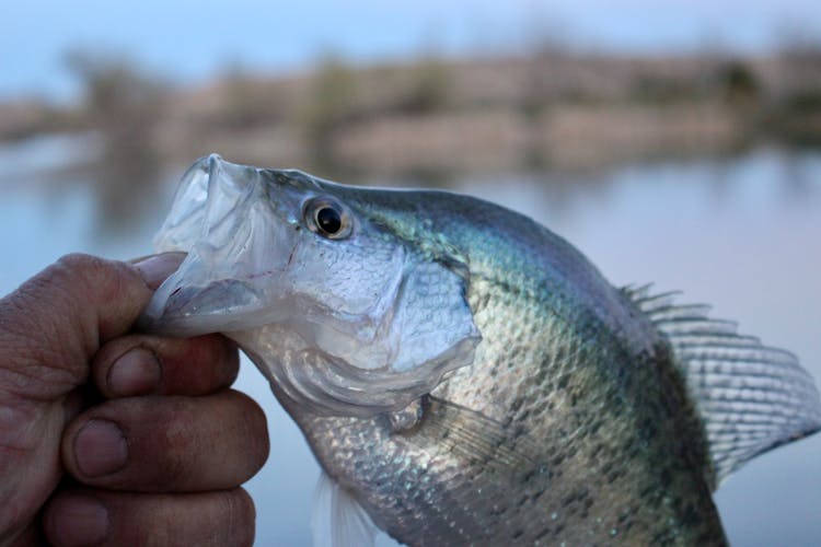 Hand Holding Fish