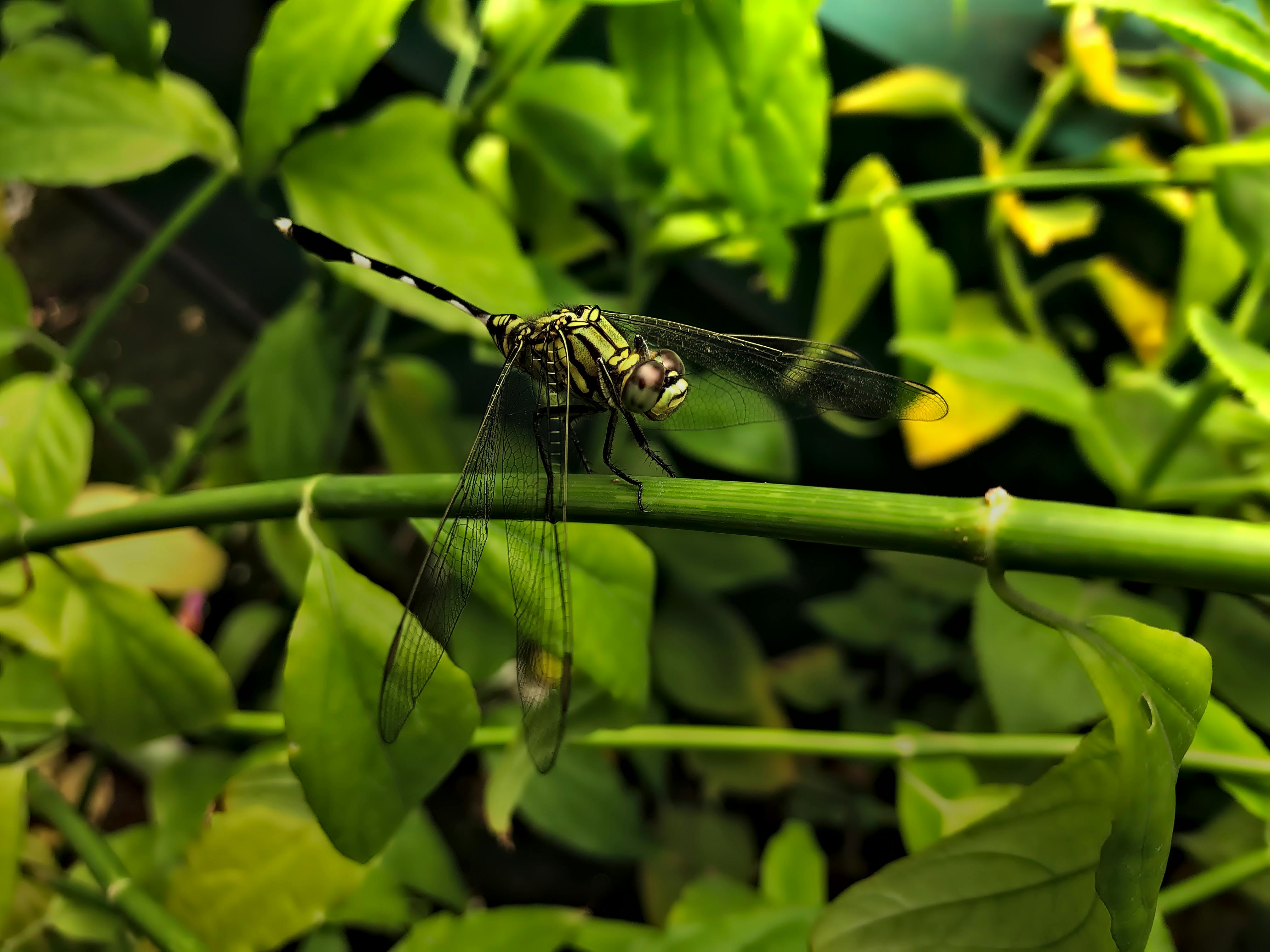 Green dragonfly perched on a leaf, highlighting its intricate wings in Hanoi, Vietnam.