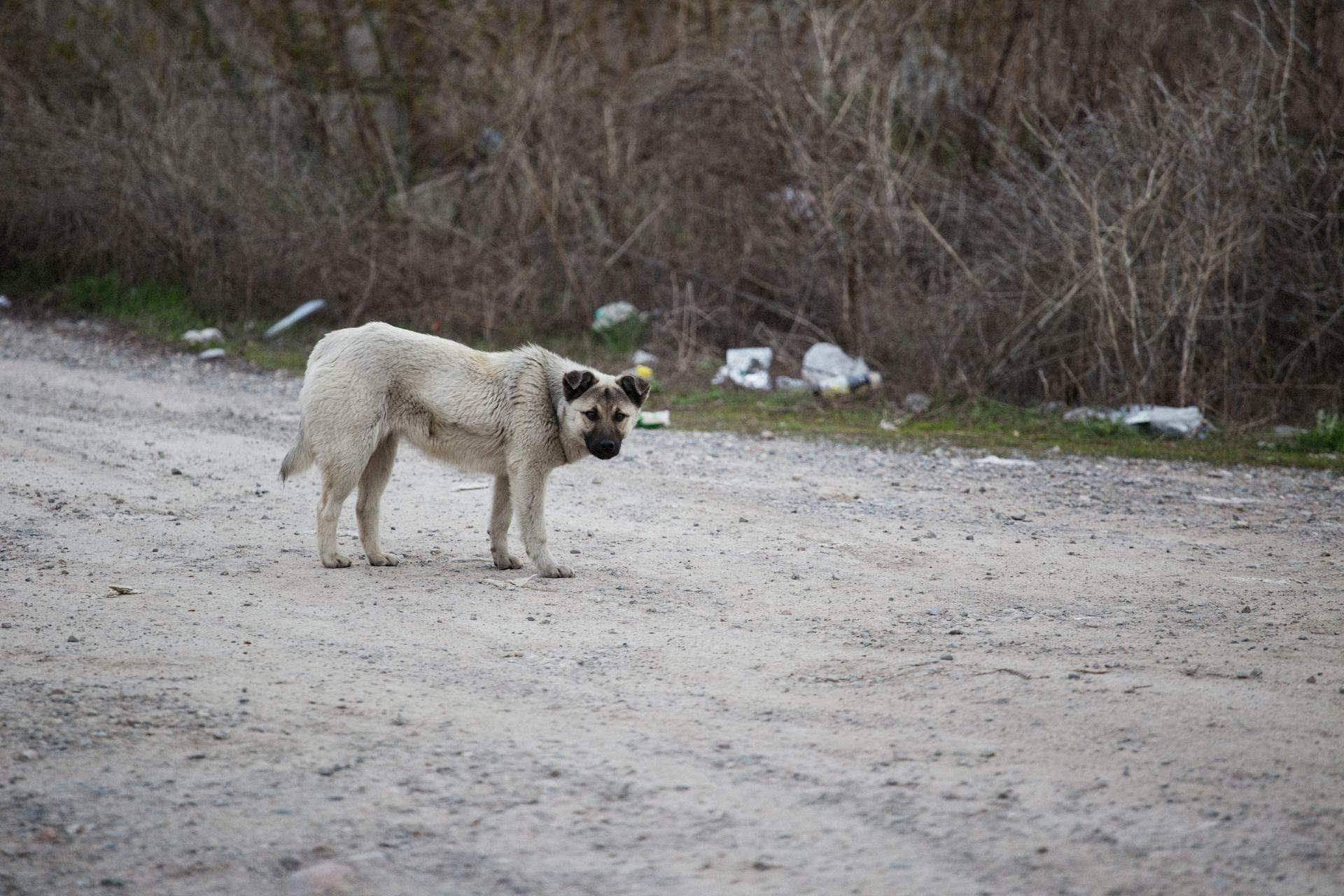 Photo of a Stray Dog