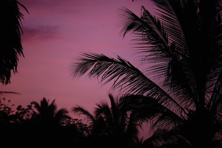 Silhouette Of Palm Leaves At Dusk 