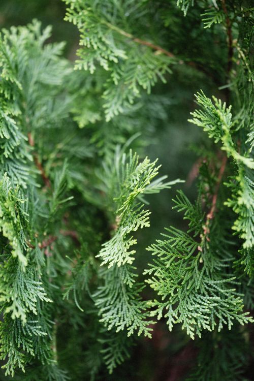 Free Detailed view of lush green arborvitae foliage with soft focus. Stock Photo