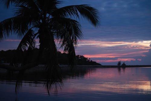 Free Palm Tree on Sea Shore at Sunset Stock Photo