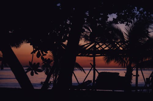 คลังภาพถ่ายฟรี ของ ชายหาด, ซิลูเอตต์, ต้นปาล์ม